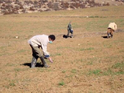 مبارزه با آفت موش در ۳۰۰ هزار هکتار از اراضی استان اردبیل ادامه دارد