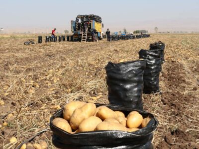 ۲۱۰ هزار تن سیب زمینی مازاد اردبیل آماده عرضه به بازار است