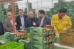 توسعه کشت گلخانه ای برای تحقق اهداف اقتصاد مقاومتی در برنامه دولت محلی