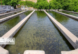 رهاسازی بچه ماهی در مزارع آبزیان اردبیل ۲۰ درصد افزایش یافت