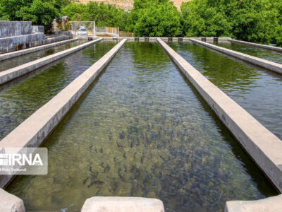 رهاسازی بچه ماهی در مزارع آبزیان اردبیل ۲۰ درصد افزایش یافت