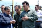 شرایط جنگل فندقلو برای تکثیر گوزن زرد ایرانی مطلوب است