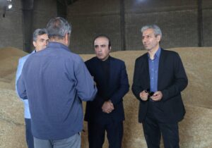 بیش از ۲۲۰هزار تن گندم در استان اردبیل خریداری شده است
