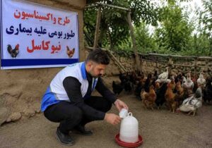 تشریح اجرای طرح ملی فراگیر واکسیناسیون طیور بومی و روستائی بر علیه بیماری نیوکاسل در استان اردبیل