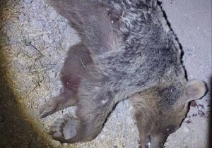 خرس کشی در مشکین شهر